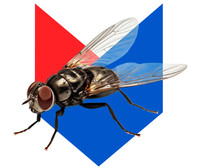 Муха Муха